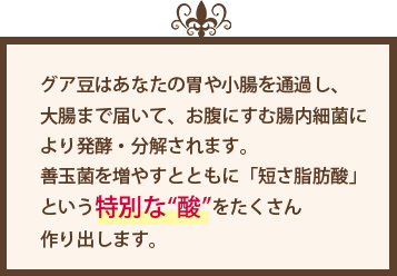 グア豆はあなたの胃や小腸を通過し、 大腸まで届いて、お腹にすむ腸内細菌に より発酵・分解されます。 善玉菌を増やすとともに「短さ脂肪酸」を作り出します。